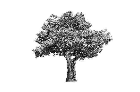 Picture of a tree in black and white